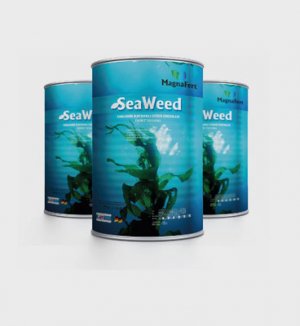 SeaWeed""