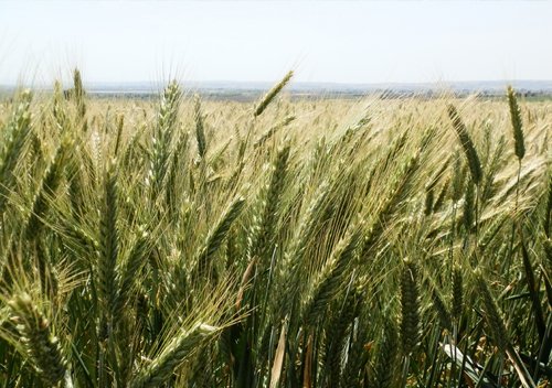 Triticale Tohumları